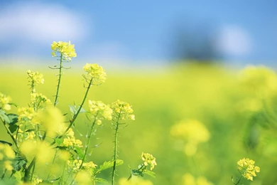 Flower Images To Color And Wallpapers Download