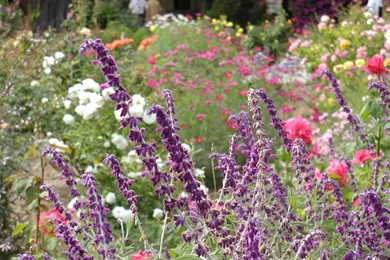 Summer Flowers Wallpapers 2   Crazy Frankenstein