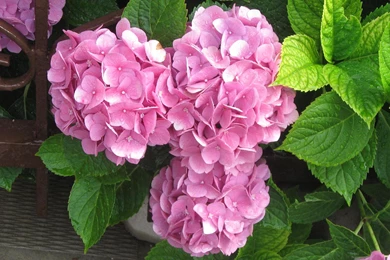 Beautiful Summer Flowers Wallpapers For Desktop – Photography Heat ...