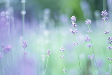 Soft Focus Flower Photography (Vol.03) : Pure Sweet Wideflowers ...