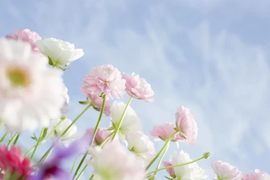 Soft Focus Flower Photography (Vol.03) : Pure Sweet Wideflowers ...