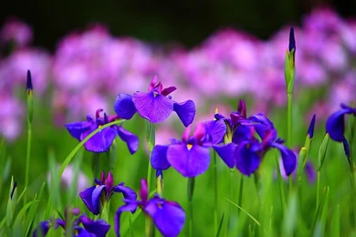 One Hundred Wallpaper: Iris Summer Flowers Wallpapers HD