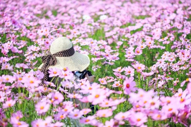 Colourful Flowers Images And Wallpapers Download