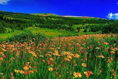 Summer Flowers On The Field Wallpapers