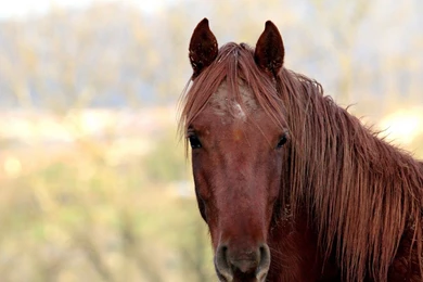 Mac iMac 27 Horse Wallpapers HD, Desktop Backgrounds 2560x1440 ...