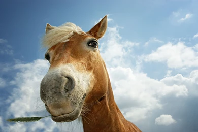 Download Wallpapers 3840x2400 Horse, Sky, Clouds, Mane, Head Ultra ...