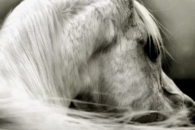 Grey Arabian Head Animal Equine Photography Horse Photo Horses ...