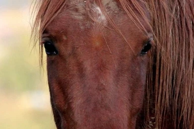 Samsung Galaxy S3 Horse Wallpapers HD, Desktop Backgrounds ...