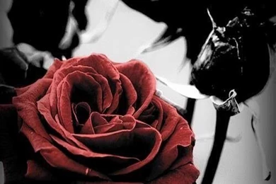 Love My Phone's New Wallpaper. ~Gothic Art