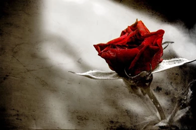 Gothic Rose Wallpapers   HD Wallpapers Pretty