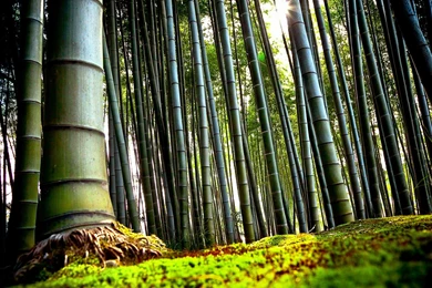 TREE [01] Bigbamboo [09januari2013wednesday] [122259] [VersionOne ...