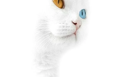 Cute White Kitty Iphone 4 Wallpapers Free 640x960 Hd Iphone 3gs ...