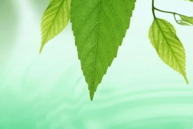 Free Wallpapers Download, Free Desktop Wallpapers Downloads