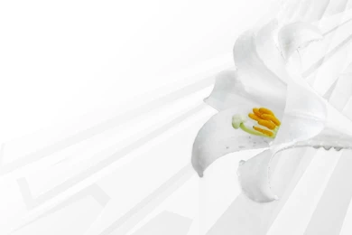 White flower.jpg