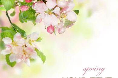 Plant Fresh Flowers Backgrounds 26076   Flowers Photo   Flowers