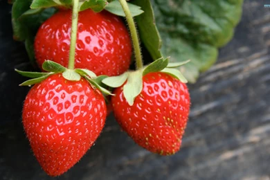 Strawberries Wallpapers   Photography Wallpapers