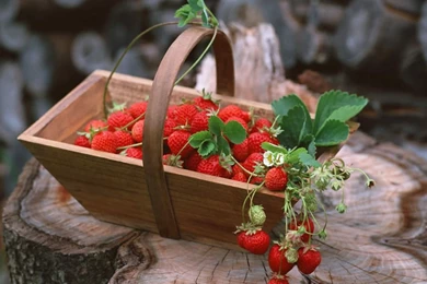 Fresh Strawberries From The Garden HD Wallpaper.jpg