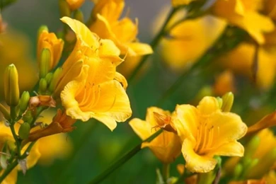 Lilly Flowers HD Desktop Wallpapers : Mobile : Dual Monitor