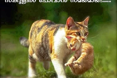 Top 10 Beautiful Cats Wallpapers