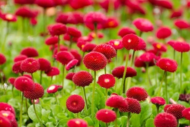 Flower Wallpapers Retina Full HD App Ranking And Store Data