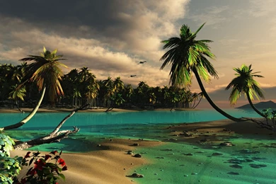 1920x1200 Droopy Palms Desktop PC And Mac Wallpapers