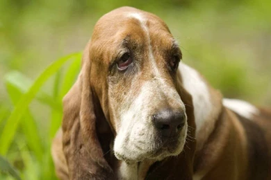 World Famous Droopy Dogs Wallpapers Dogs Wallpapers   Resimkoy