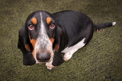 Dog Wallpapers~ Droopy ~ DogPerDay ~ Cute Puppy Pictures, Dog ...