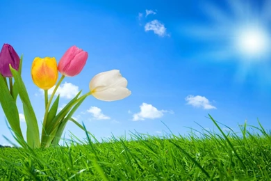 Tulip Wallpapers For Computer