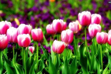 Tulip Wallpapers   Flower Wallpapers