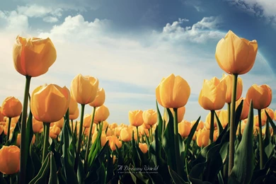Yellow Tulips Wallpapers