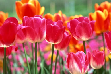 Amazing Tulip Wallpapers