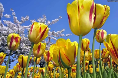 High definition tulip flowers wallpapers beautiful desktop background images widescreen.jpg
