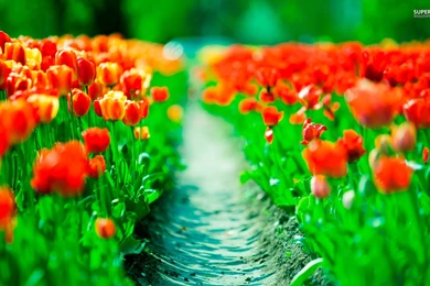 Orange Tulip Wallpapers   Flower Wallpapers