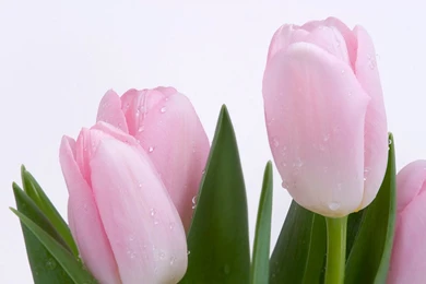 Pink Tulip Wallpapers 4 HD Wallpapers
