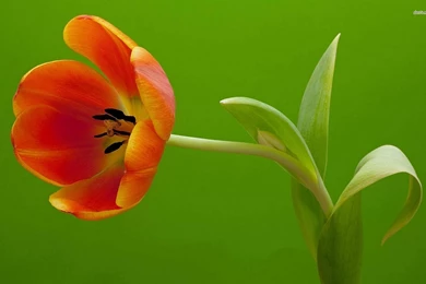 Orange Tulip Wallpapers   Flower Wallpapers