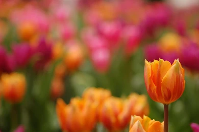 Tulip Wallpapers 7 HD Wallpapers