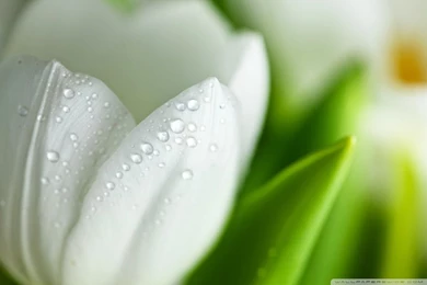 Tulip HD Desktop Wallpapers : High Definition : Fullscreen : Mobile