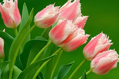 Wallpaper, Tulips, Screensavers, Flower, Tulip (
