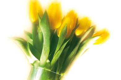 Tulip Wallpapers Wallpapers   HD Wallpapers 15420