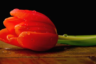 Red Tulip Wallpapers   Widescreen HD Wallpapers