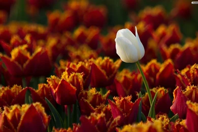 Tulip Wallpapers Page 2