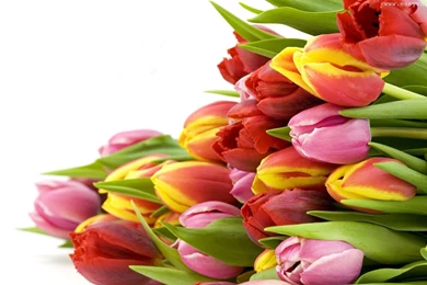 Download Free Beautiful Tulips Wallpapers