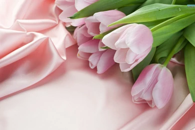 Tulip Wallpapers   Flower Wallpapers