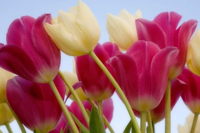 10 Tulips Flower Wallpapers For Your Desktop Backgrounds ...