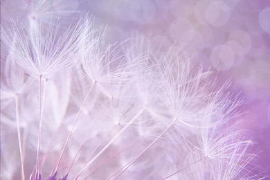 Pretty, Backgrounds, Textures   Free Images On Pixabay