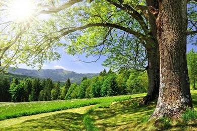 Most Beautiful Green Nature Wallpapers In The World