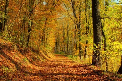 Top 35 Beautiful And Fabulous Paths Wallpapers In HD