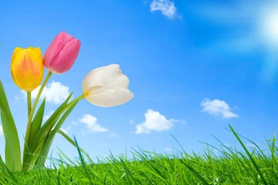 Download Nature HD Live Wallpapers For Android, Nature HD Live ...