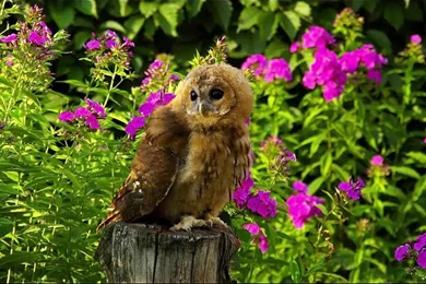 Most Beautiful Nature Scenes Ever Green   Amazing Natural World ...