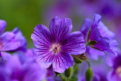 Download Purple Flowers Wallpapers HD 876 1920x1200 Px High ...